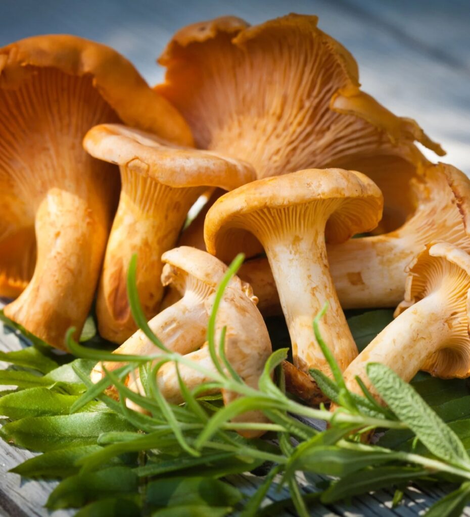 Close-up of orange chanterelle mushrooms stacked with green herbs in the foreground.
